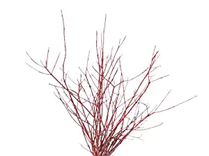Red Dogwood Branches, 1'-2', Pack of 25