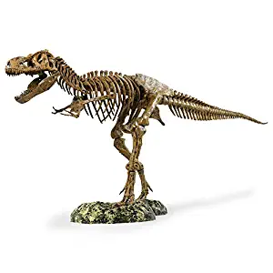 Edu-Toys T-Rex Skeleton 36" Scale Replica Model | Assemble & Display | Start Your Own Dinosaur Museum | True To Life Skeleton